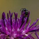 Ein Maskenbienenweibchen in Skabiosenflockenblume, 2. Juli 2022.
Hochgeladen am 02.07.2022 von Petra