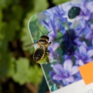 Geänderte Strategie I: Garten-Blattschneiderbiene fliegt zunächst den Glockenblumentopf an um sich dann auf dem Bildstecker auszuruhen, 13. September 2015
Hochgeladen am 13.09.2015 von Petra