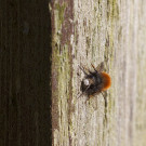Sonnenbadendes Männchen der Gehörnten Mauerbiene,10. März 2022
Hochgeladen am 10.03.2022 von Petra