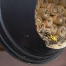 Wespenkönigin untersucht Wildbienennisthilfe, 1. April 2017
Hochgeladen am 01.04.2017 von Petra