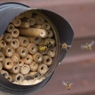 Wespenkönigin von Mauerbienenmännchen umschwärmt, 1. April 2017
Hochgeladen am 01.04.2017 von Petra