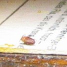 Toter Schimmelkäfer (Cryptophagidae) Typ Antherophagus nigricornis im Vorbau des Hummelkastens (Ausschnittvergrößerung)
Hochgeladen am 19.08.2015 von RalfH