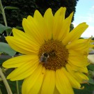 
Waldhummel an Sonnenblume
Hochgeladen am 29.08.2015 von Uschi