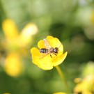 Blattschneiderbienen-Männchen (Megachile spec.)
Hochgeladen am 22.06.2015 von theAmuno
